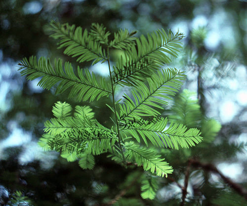 taxus floridana